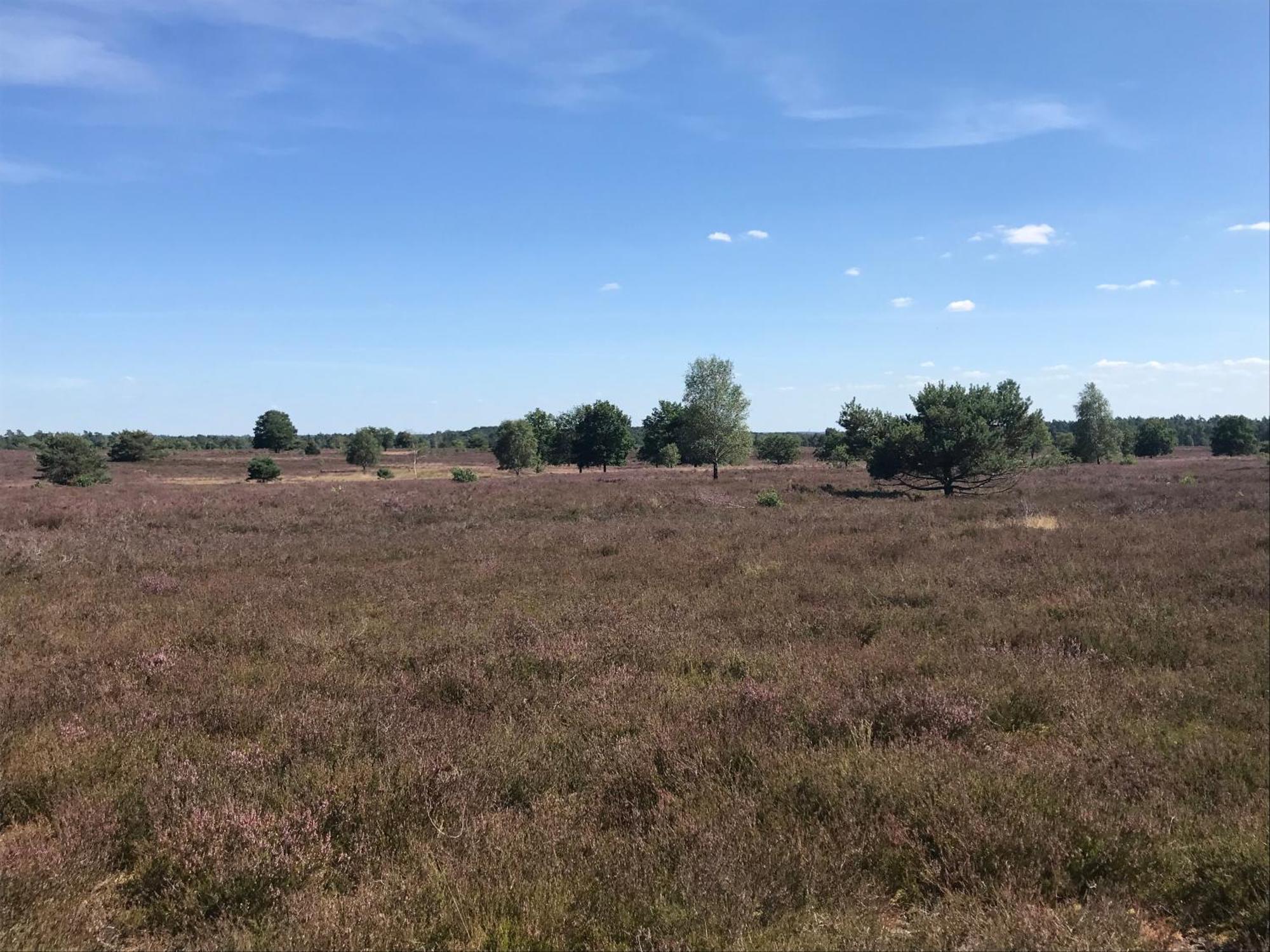 Ferienwohnung Calluna Buchholz in der Nordheide Eksteriør bilde