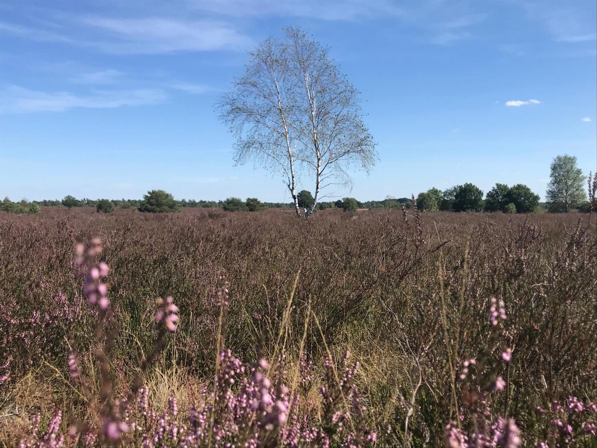 Ferienwohnung Calluna Buchholz in der Nordheide Eksteriør bilde